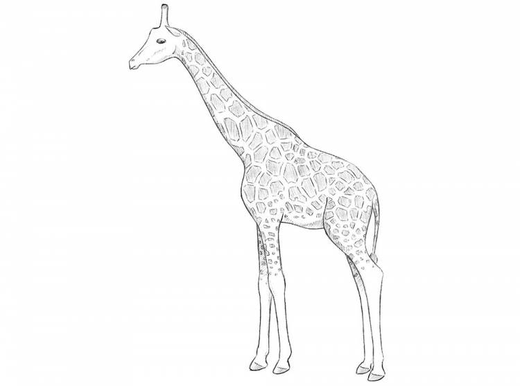Как нарисовать жирафа