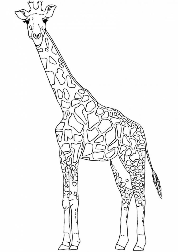 Картинки жирафа для срисовки
