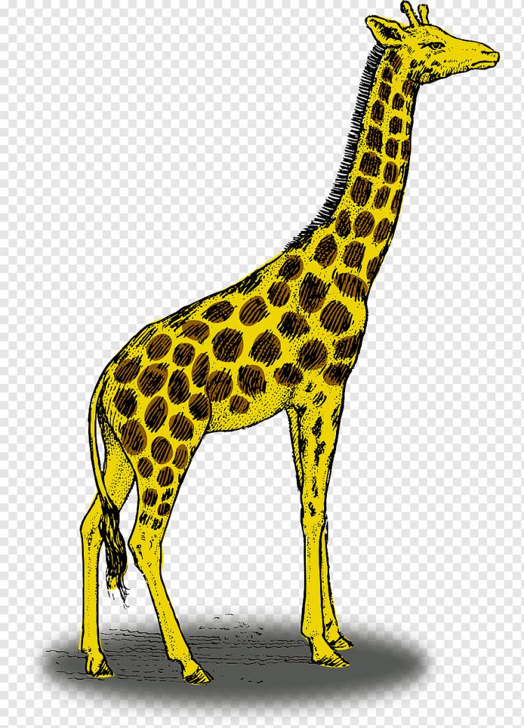 Карандаш для рисования Жираф, Желтый Жираф, млекопитающее, карандаш, животные png