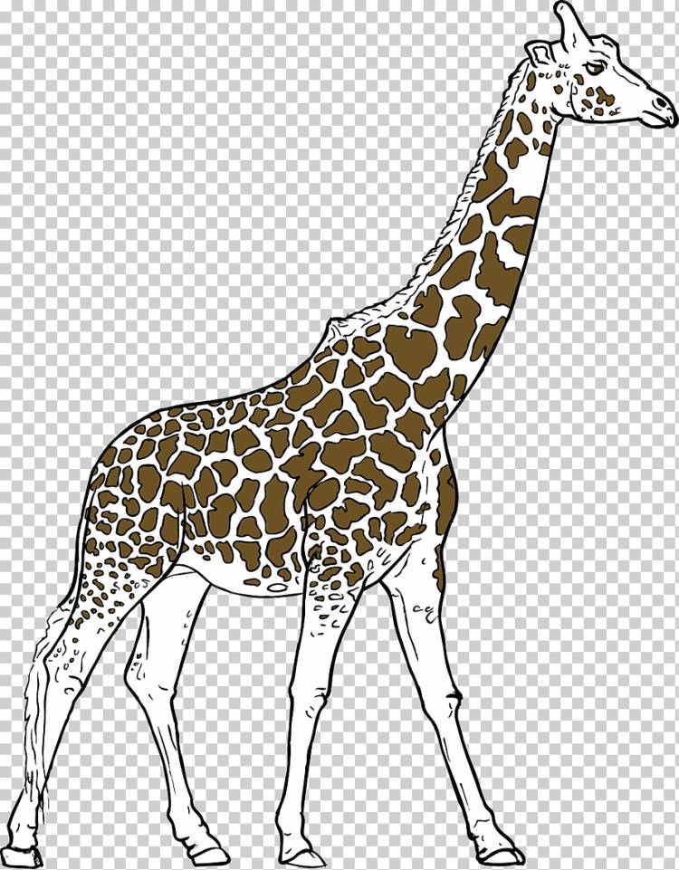 Рисунки жирафа для срисовки