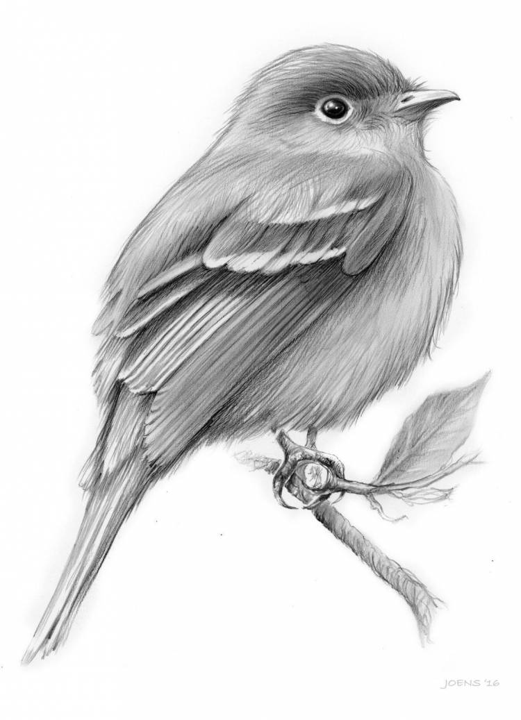 Птица нарисованная карандашом 