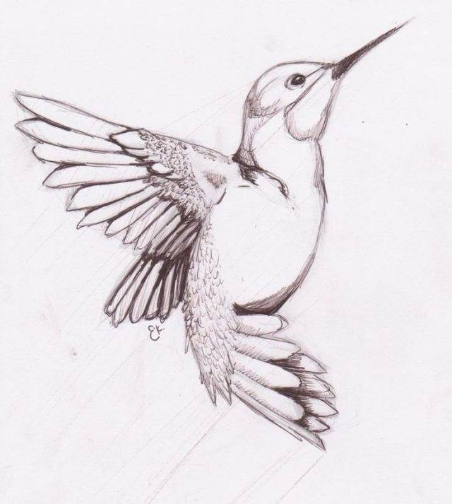 Рисунки птиц для срисовки 