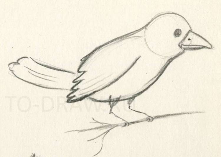 Картинки птиц для срисовки карандашом 