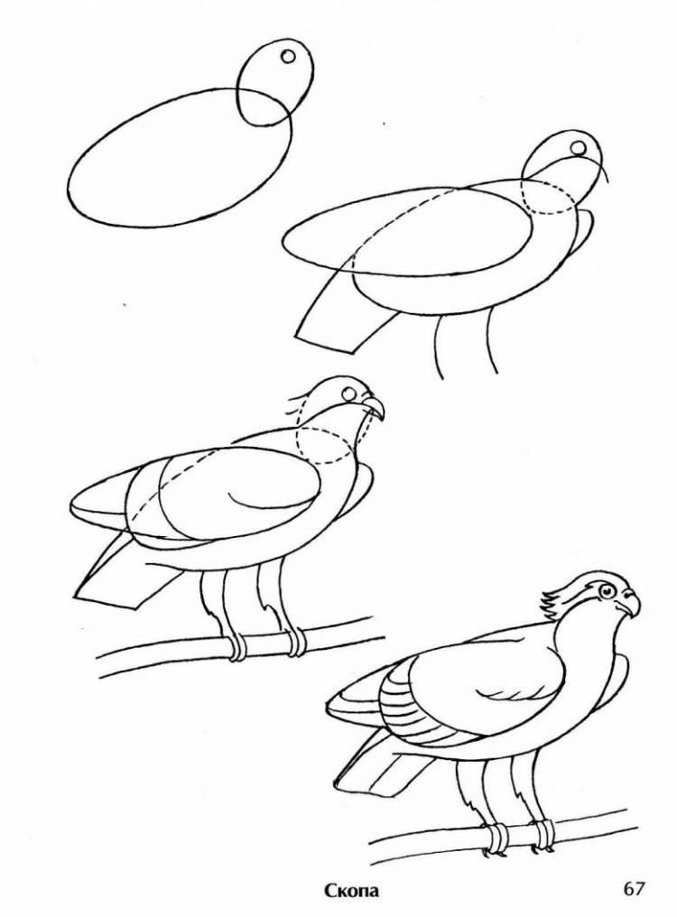 Как нарисовать птицу поэтапно карандашом 