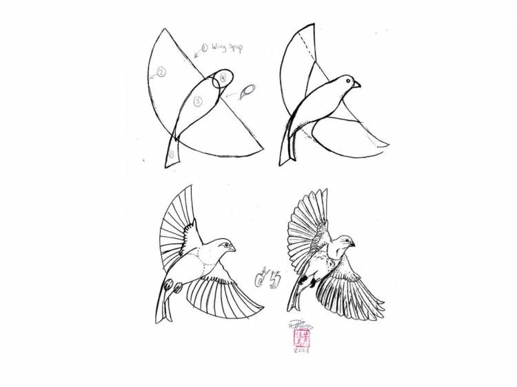 Птицы рисунок карандашом поэтапно для начинающих