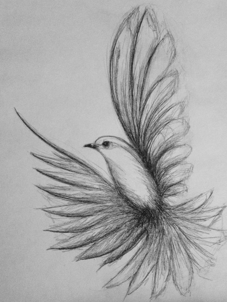 Рисунок птицы карандашом