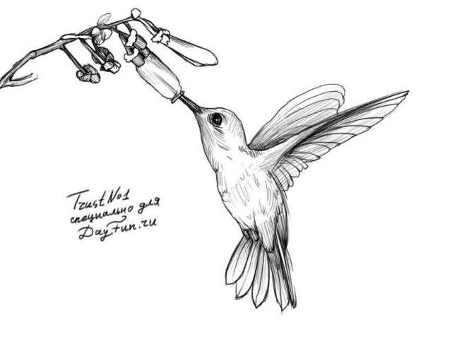 Рисунки карандашом поэтапно птица в полете 