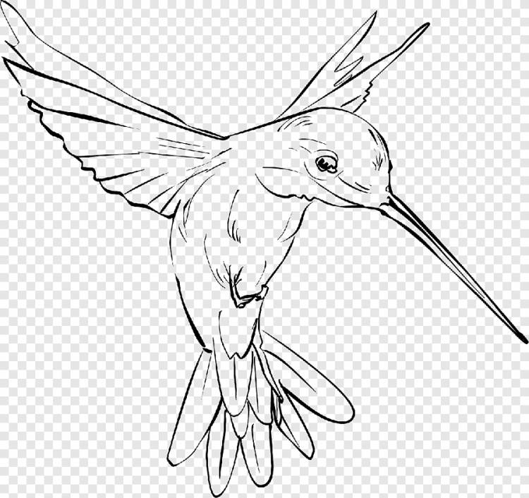 рисунок птицы, рисунок колибри, колибри, акварель, карандаш png