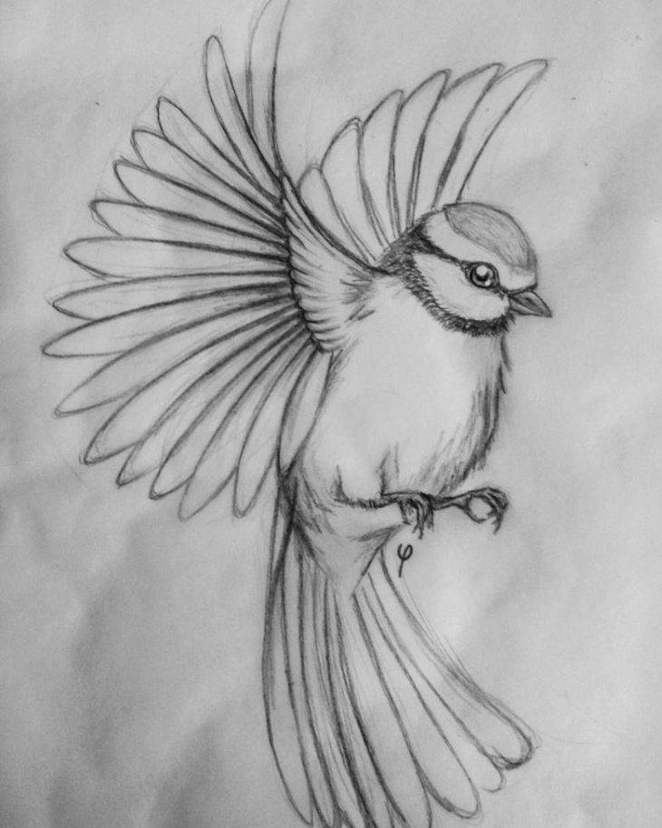 Рисунки птиц карандашом для срисовки 