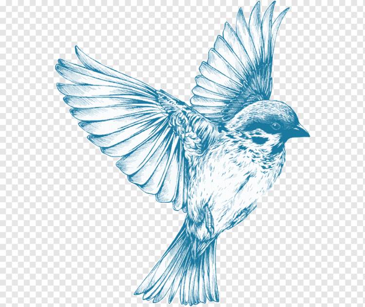 Рисунок птицы для девочек Эскиз, синяя птица, Акварельная живопись, карандаш, животные png