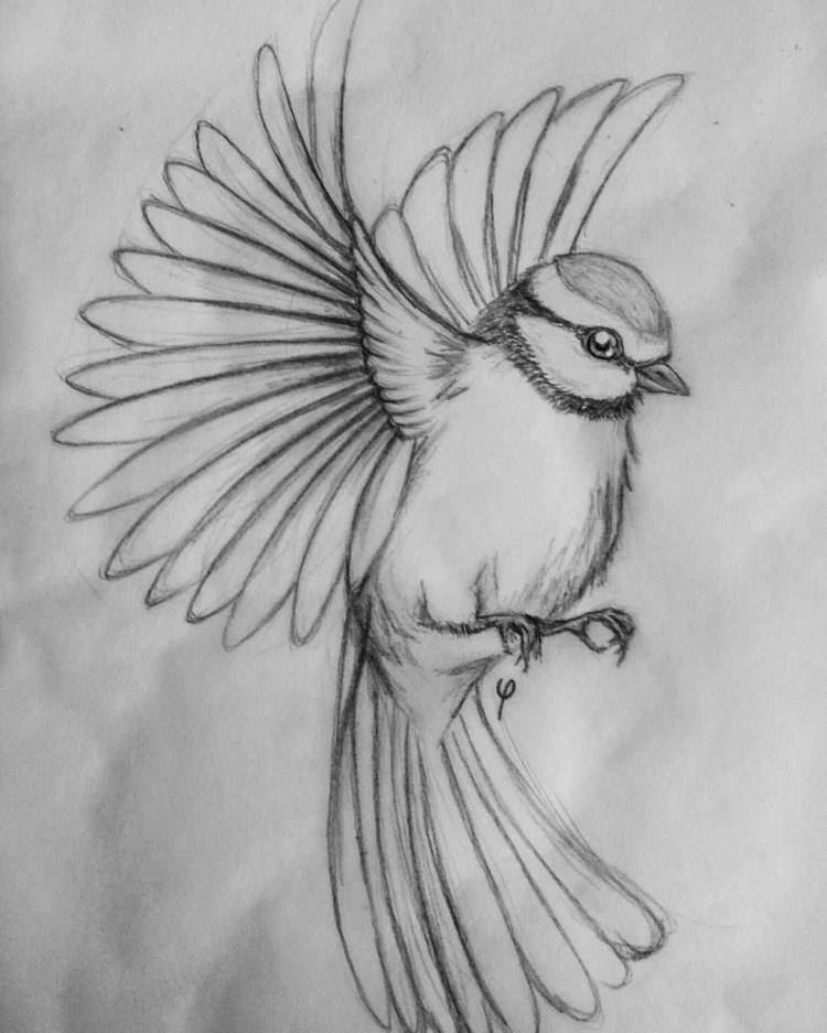 Птичка карандашом легко рисунок