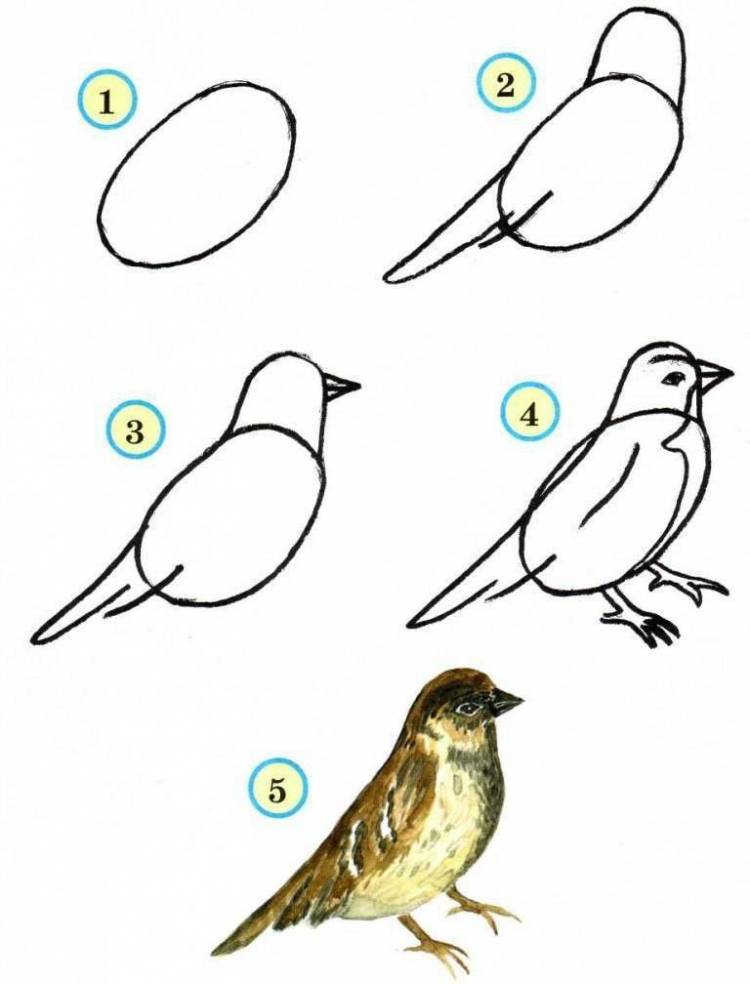 Рисунок птицы для начинающих 