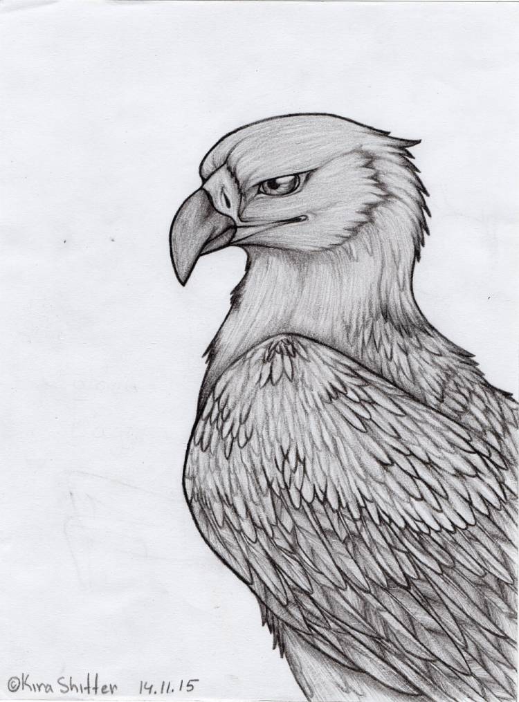 Орел карандашом