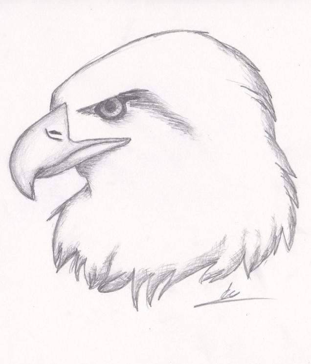 Классные картинки орла для рисования