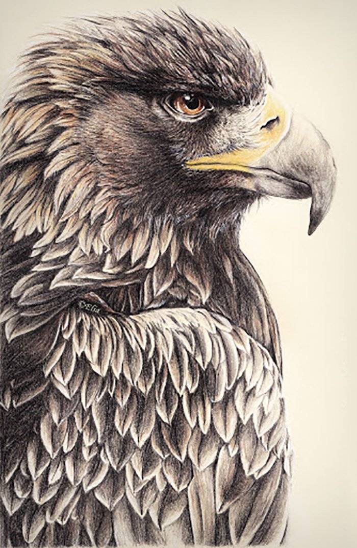 Орел птица рисунок