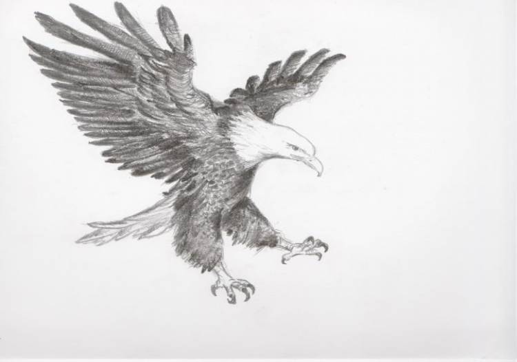 Как нарисовать орла поэтапно карандашом 