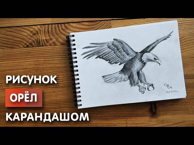 Как нарисовать орла карандашом