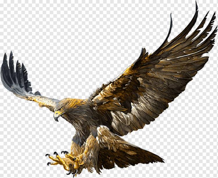 орел иллюстрация, белоголовый орлан рисунок полета орла золотой, орел, Белоголовый орлан, беркут, полет орла png
