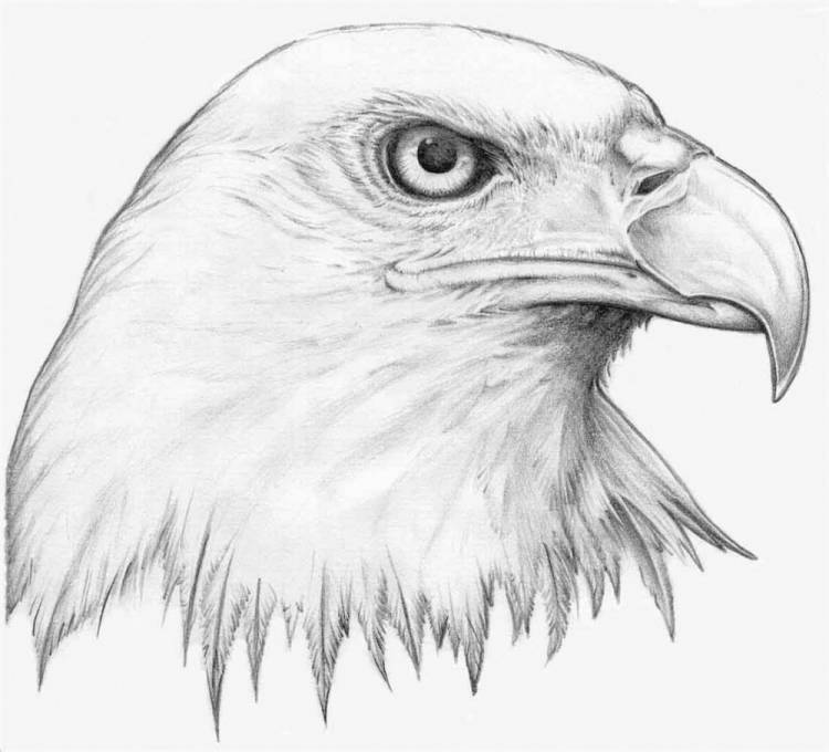 Рисунки орла для срисовки