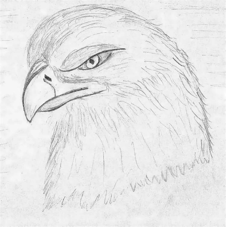 Орел рисунок простой 