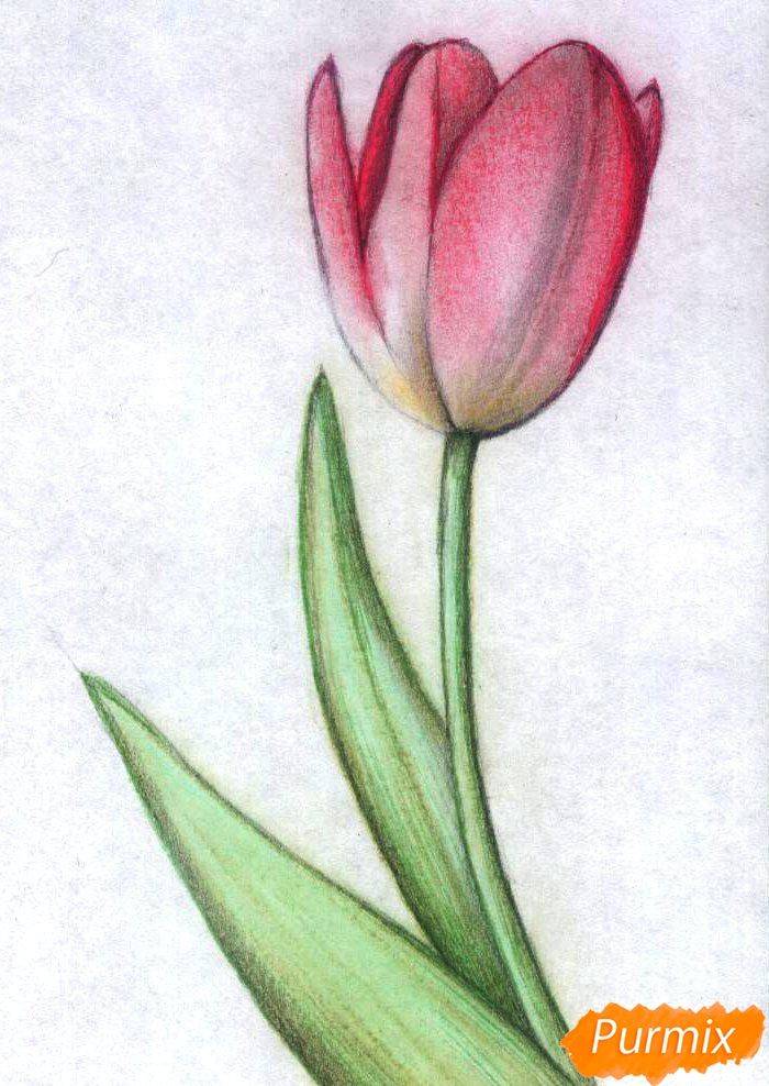 Как нарисовать тюльпан цветные карандаши поэтапно