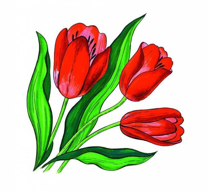 Раскраски и Рисунки тюльпанов для рисования