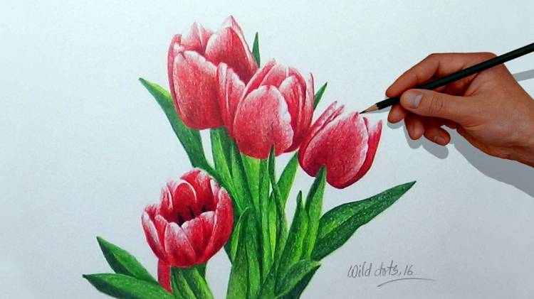 Разноцветные тюльпаны рисунок