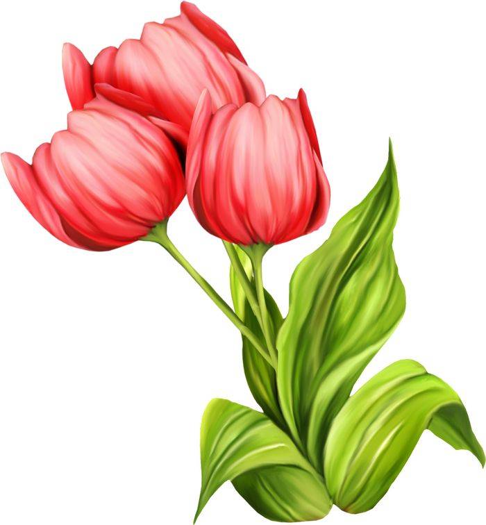 Рисунки тюльпанов для детей