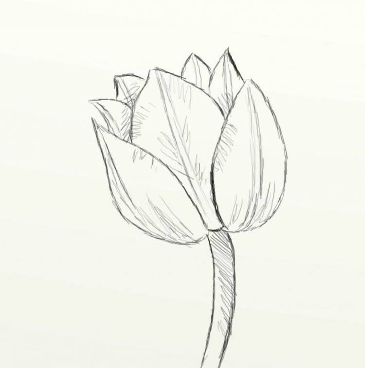 Рисунок тюльпана карандашом для срисовки легкие
