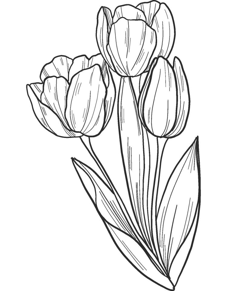 Рисунки тюльпанов для срисовки