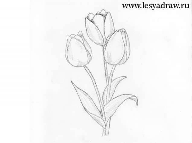 Простые рисунки тюльпана карандашом для детей