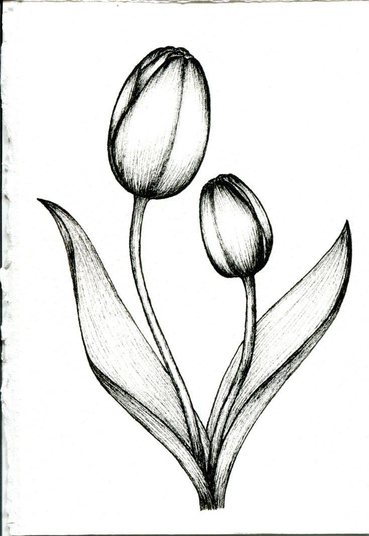 Рисунки тюльпанов для срисовки