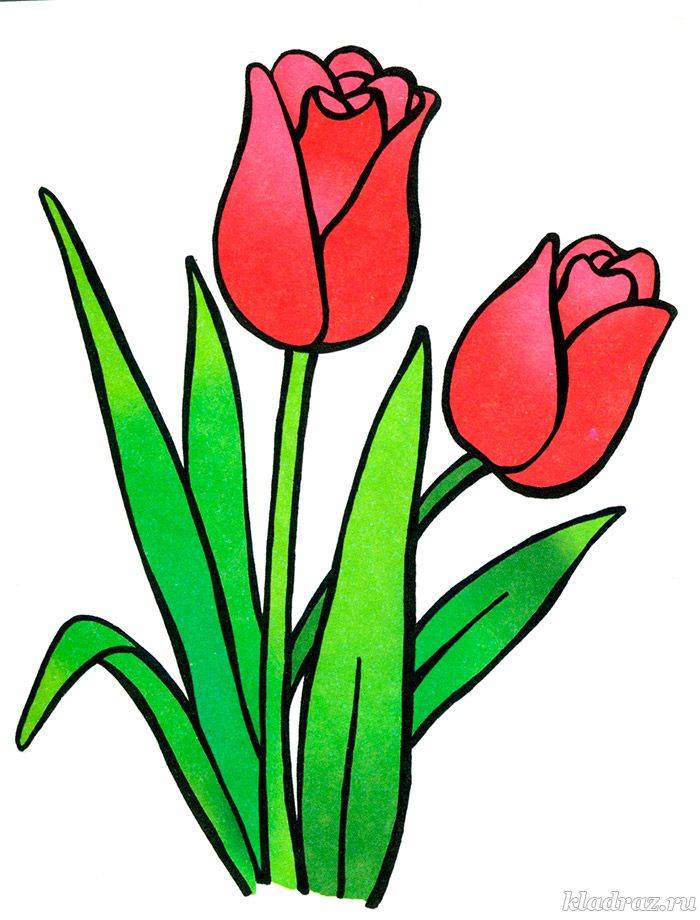 Рисунки тюльпана карандашом для детей 