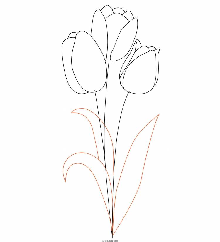 Цветы тюльпаны для срисовки