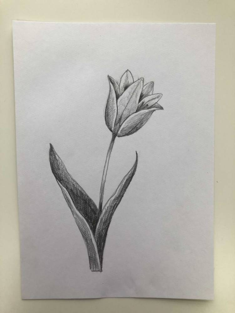 Как нарисовать тюльпан карандашом поэтапно