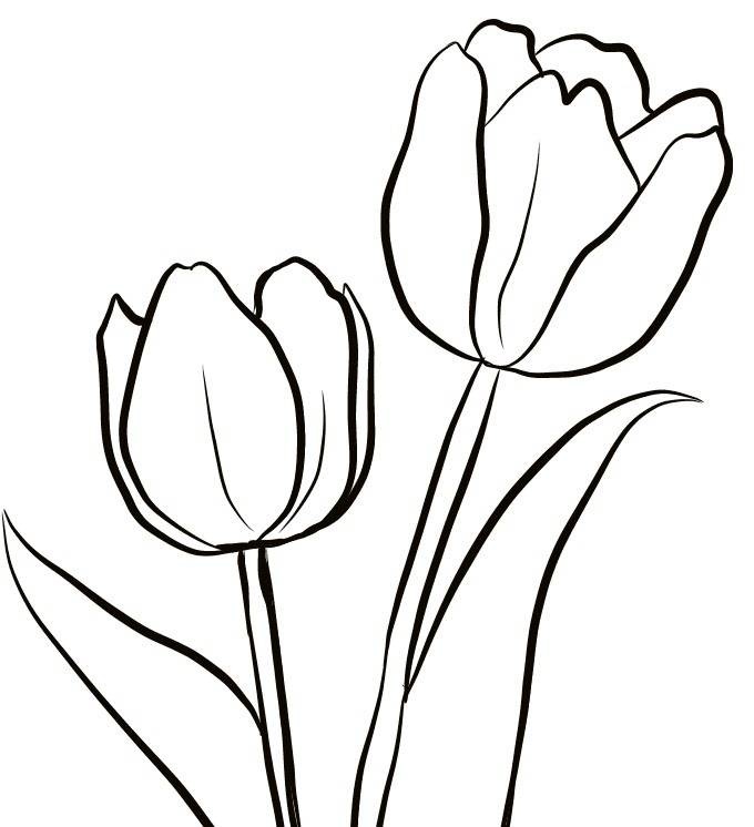Рисунки тюльпанов для срисовки 
