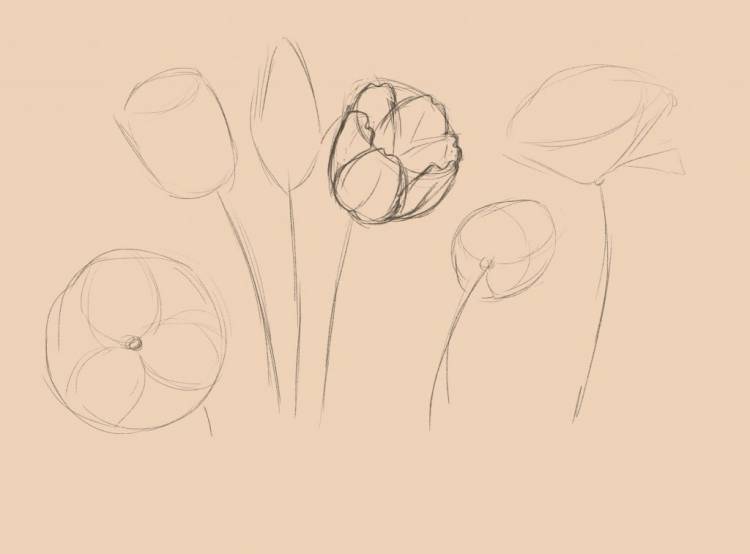 Как нарисовать тюльпан поэтапно карандашом