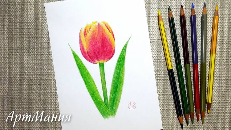 Как нарисовать тюльпан цветными карандашами