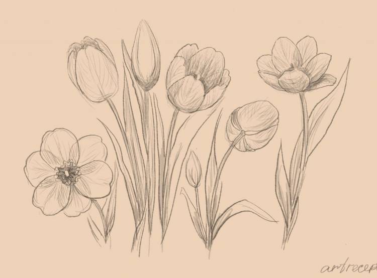 Как нарисовать тюльпан поэтапно карандашом