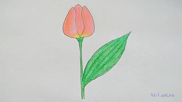Как нарисовать тюльпан карандашами