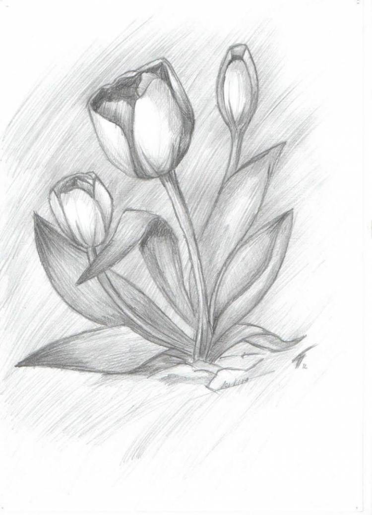 Как нарисовать тюльпан поэтапно карандашом 