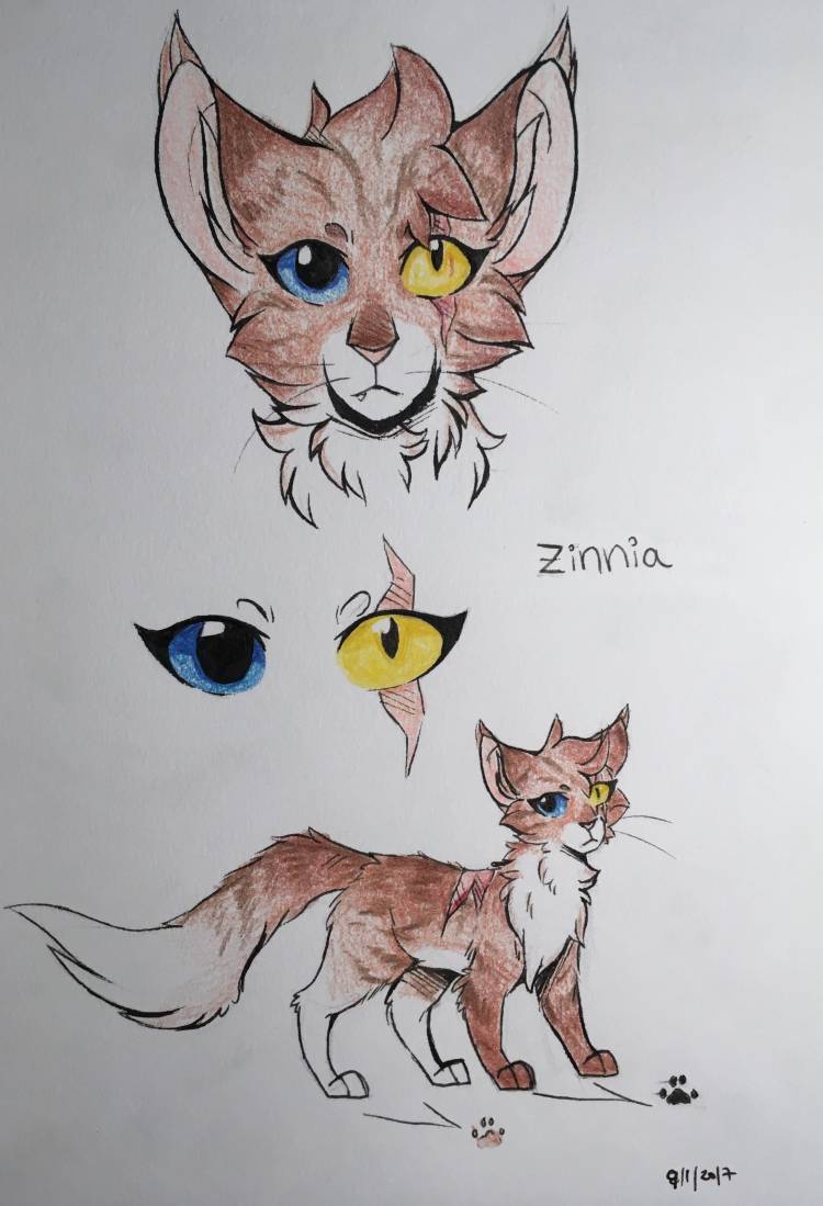 Рисунки котов воителей карандашом для срисовки