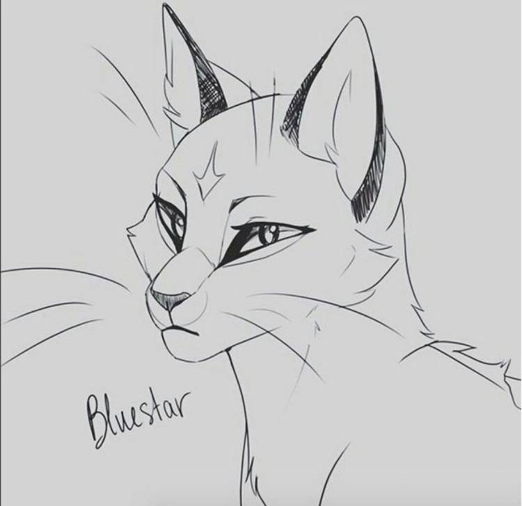 Рисунки котов воителей карандашом для срисовки