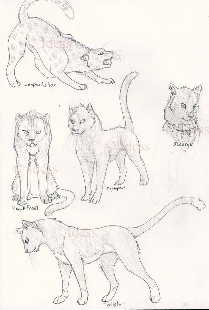 Красивые картинки котов воителей для срисовки