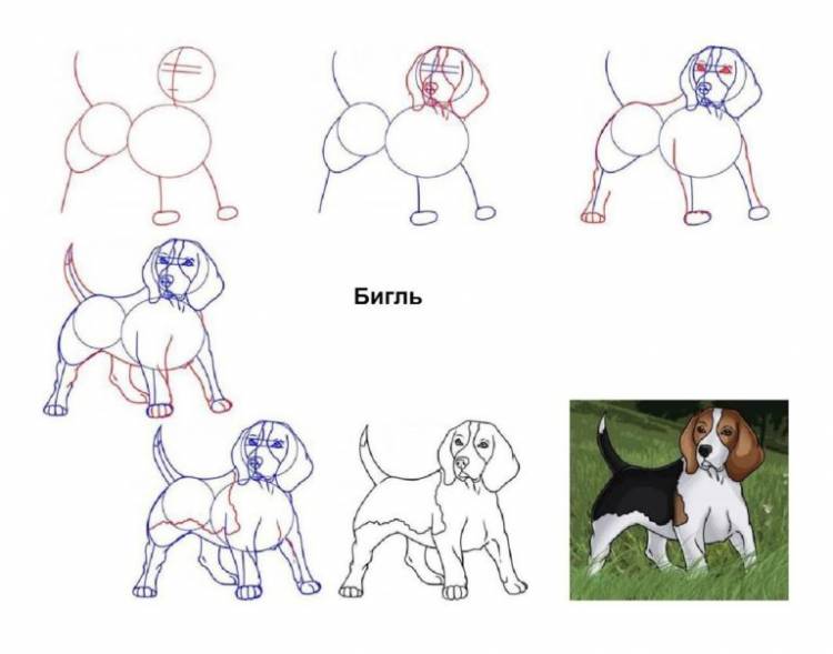 легких рисунков собак для срисовки