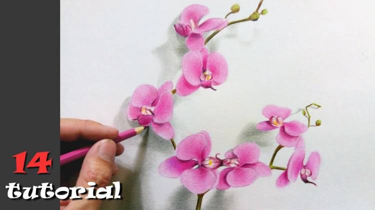 Как нарисовать цветы карандашом ПОЭТАПНО