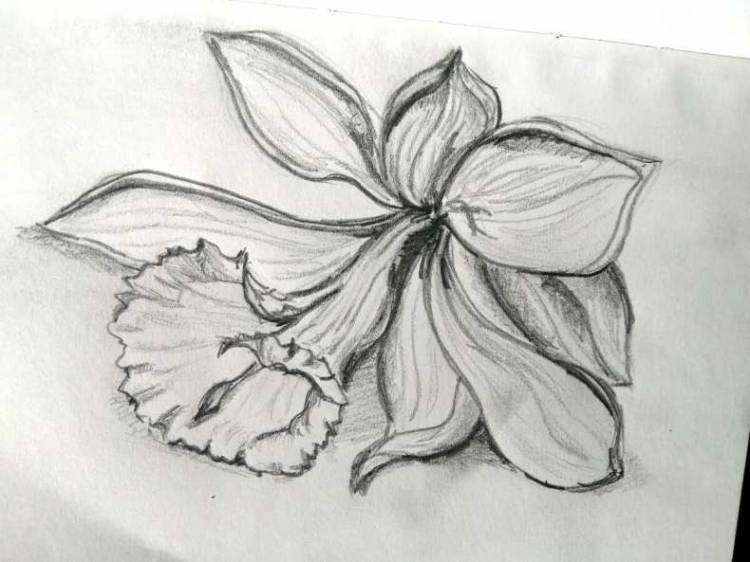 Как нарисовать цветок поэтапно