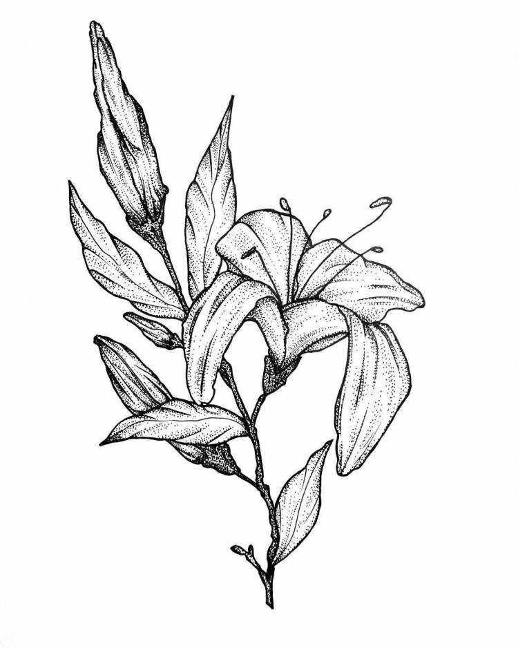 Цветы и растения рисунки карандашом