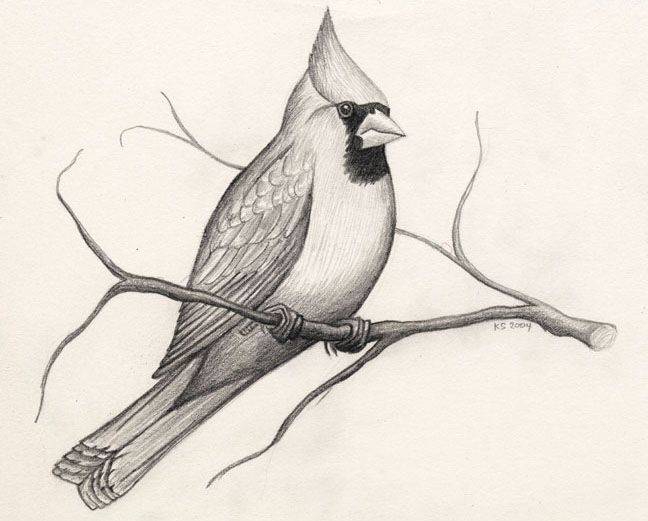Картинки птиц для срисовки 