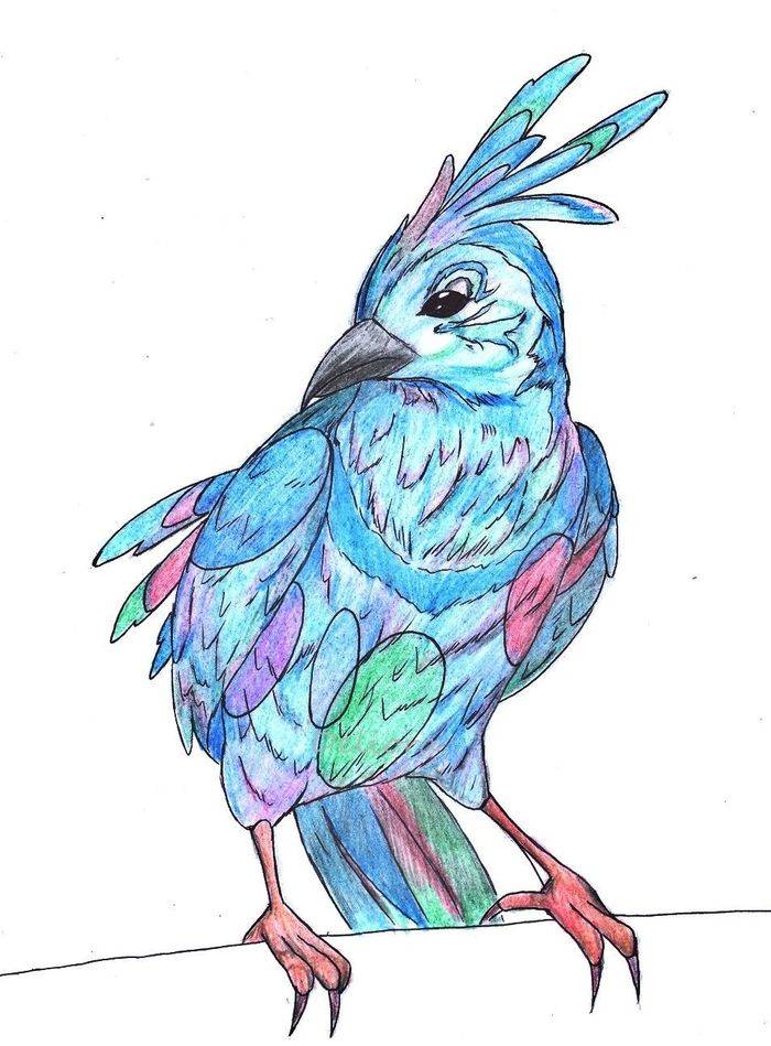 Рисунки птиц для срисовки легкие. Птицы для срисовки. Рисунки птиц для срисовки. Рисунки цветными карандашами для срисовки. Цветные картинки птиц для срисовки.